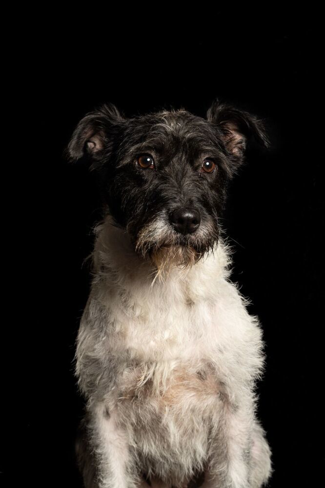 ALEXA, an adoptable Terrier in Langley, BC, V2Y 3K1 | Photo Image 6