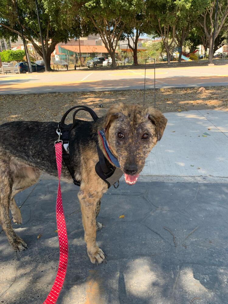 NESSA, an adoptable Airedale Terrier in Langley, BC, V2Y 3K1 | Photo Image 1