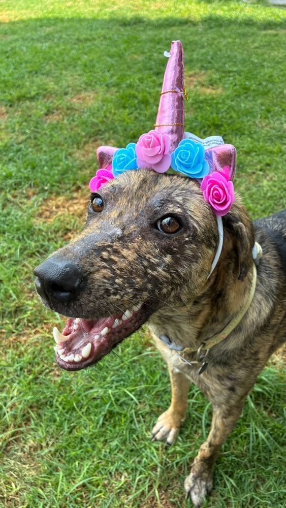 NESSA, an adoptable Airedale Terrier in Langley, BC, V2Y 3K1 | Photo Image 1