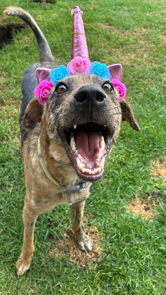 NESSA, an adoptable Airedale Terrier in Langley, BC, V2Y 3K1 | Photo Image 2