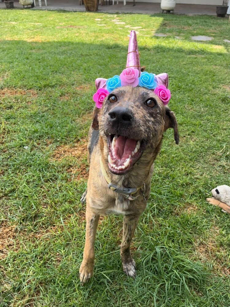 NESSA, an adoptable Airedale Terrier in Langley, BC, V2Y 3K1 | Photo Image 3