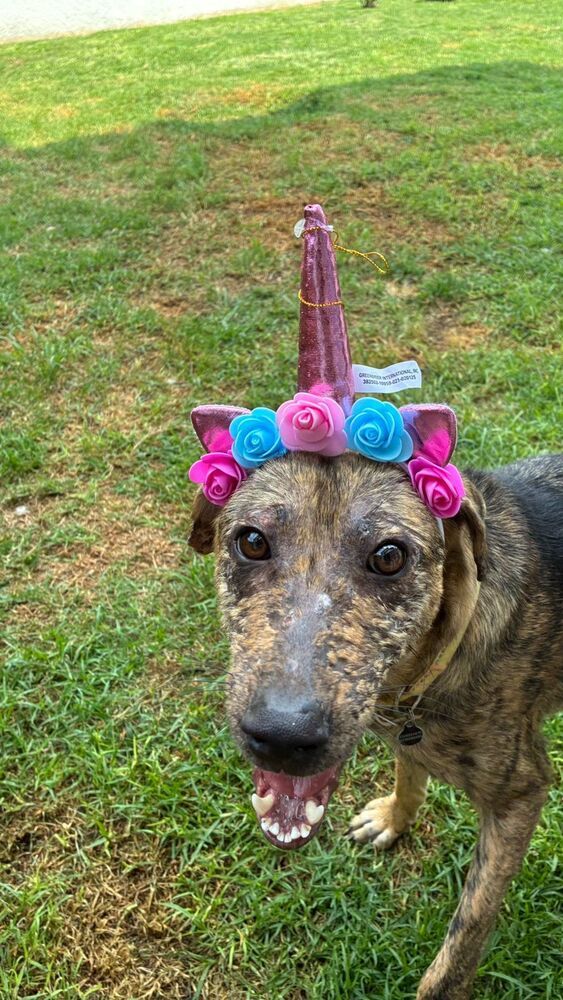 NESSA, an adoptable Airedale Terrier in Langley, BC, V2Y 3K1 | Photo Image 4