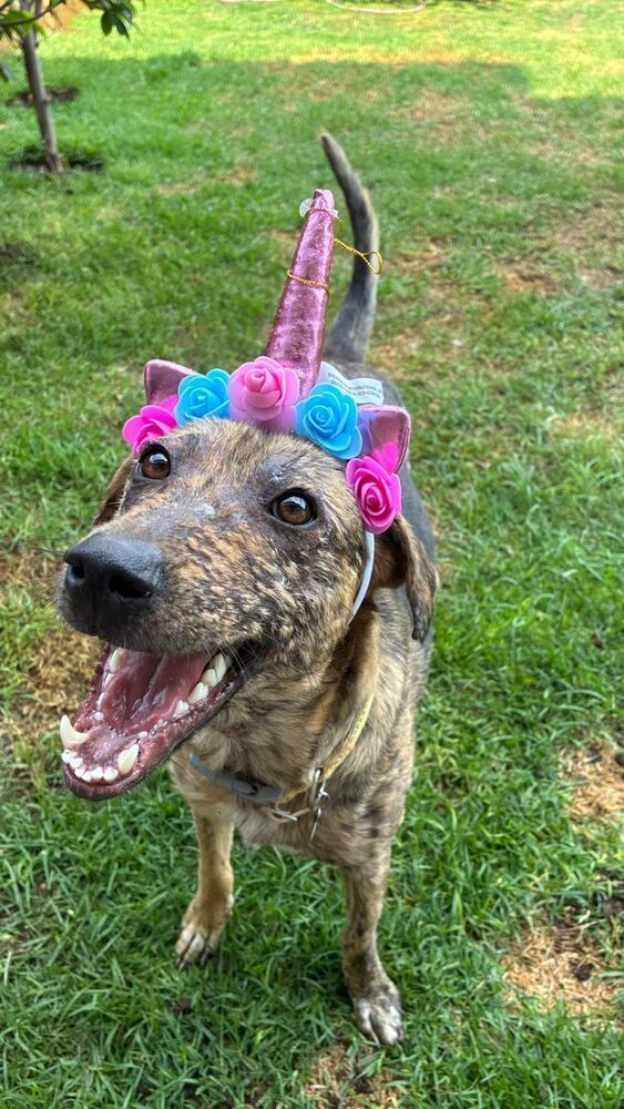 NESSA, an adoptable Airedale Terrier in Langley, BC, V2Y 3K1 | Photo Image 5