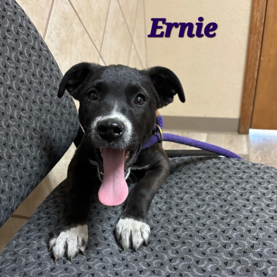 Ernie