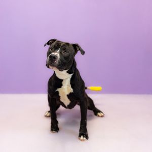 Primary Color Black Secondary Color White Weight 56lbs Age 4yrs 2mths 2wks Animal has been Neute