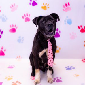 Primary Color Black Secondary Color White Weight 60lbs Age 6yrs 2mths 2wks Animal has been Neute