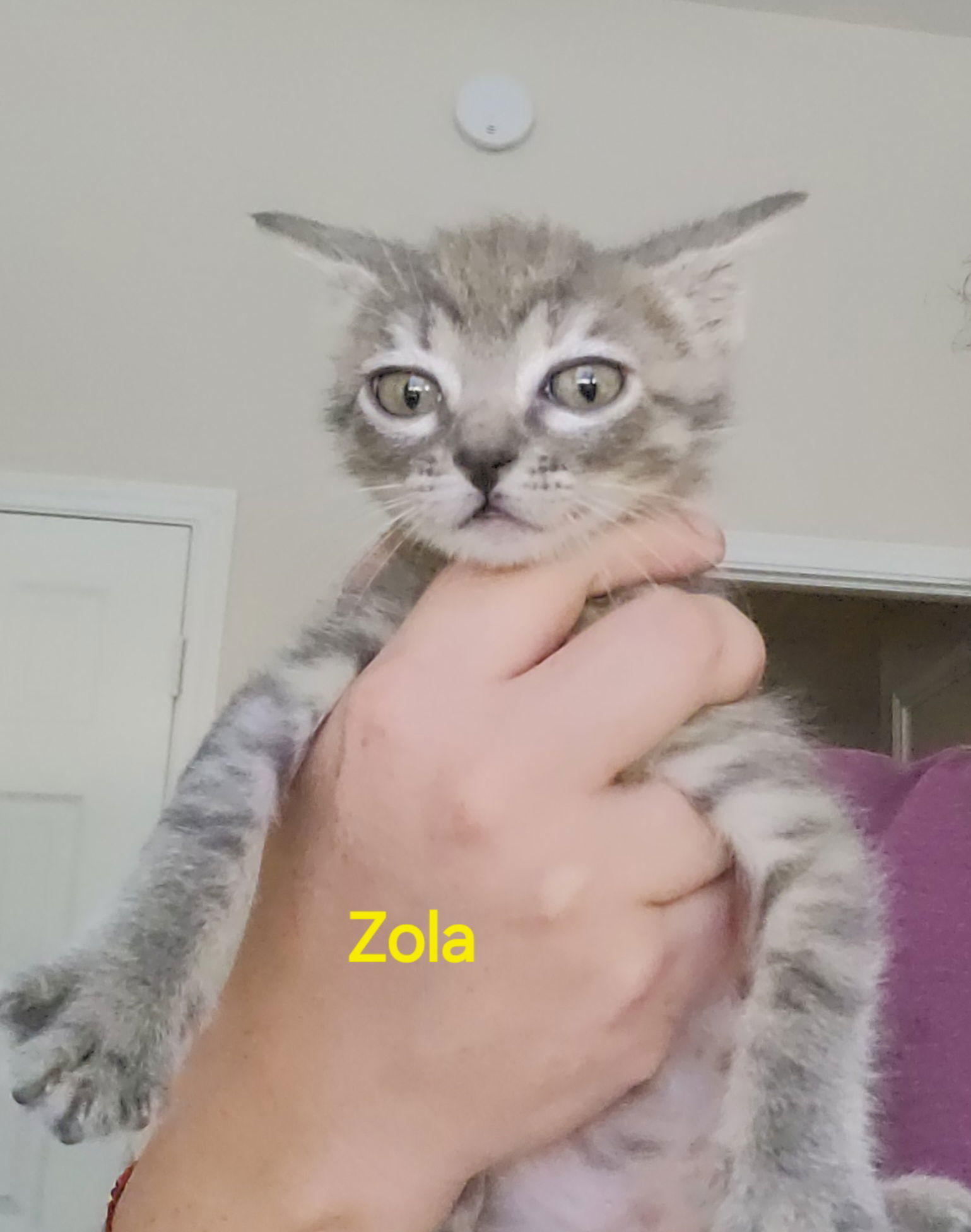 Zola