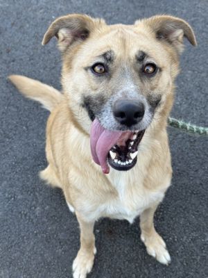 Lucy, Adult Female unknown
