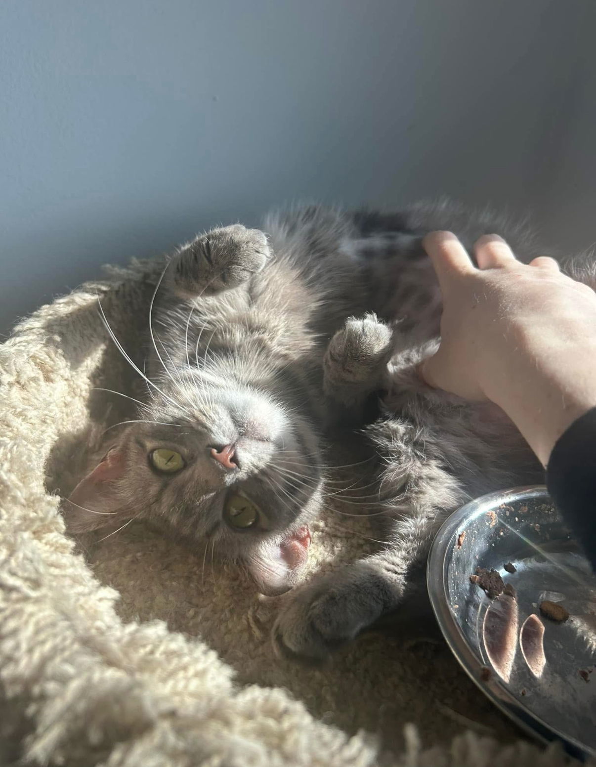 Kitzi