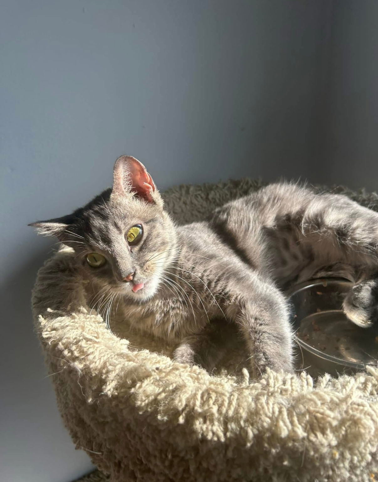 Kitzi