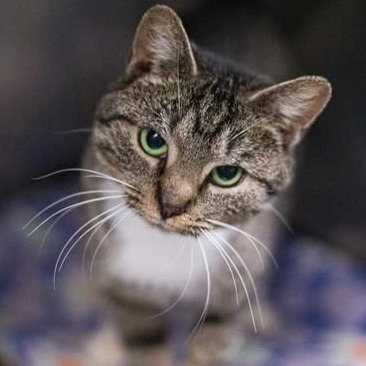 Mousie