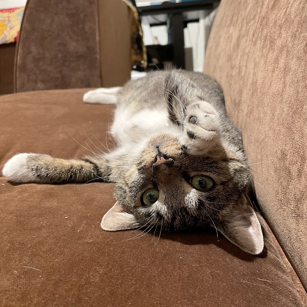 Mousie