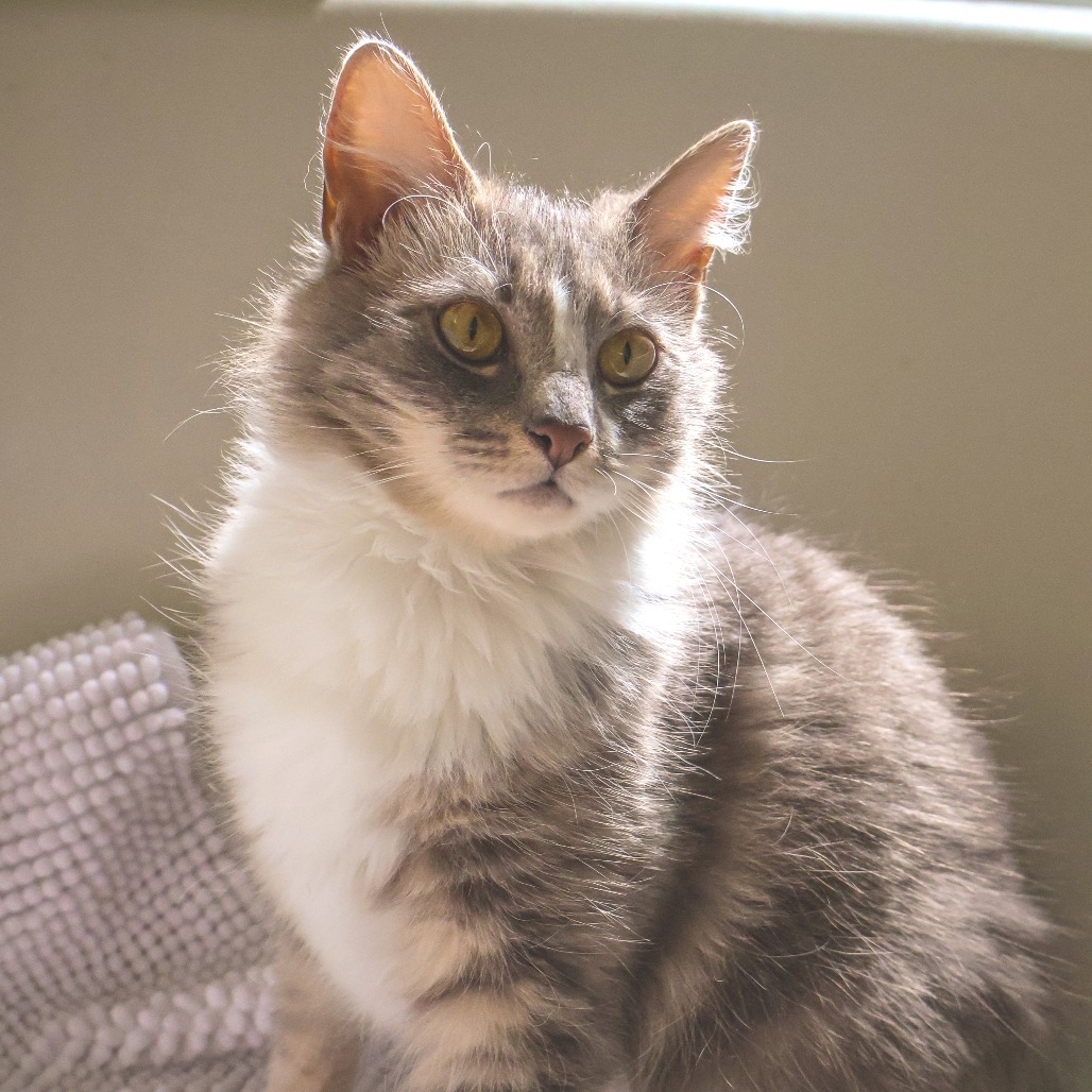 Gracie