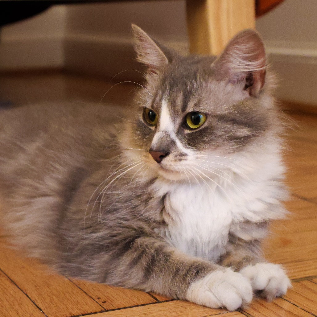 Gracie