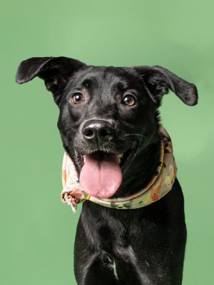 Chaka Mixed Breed Dog