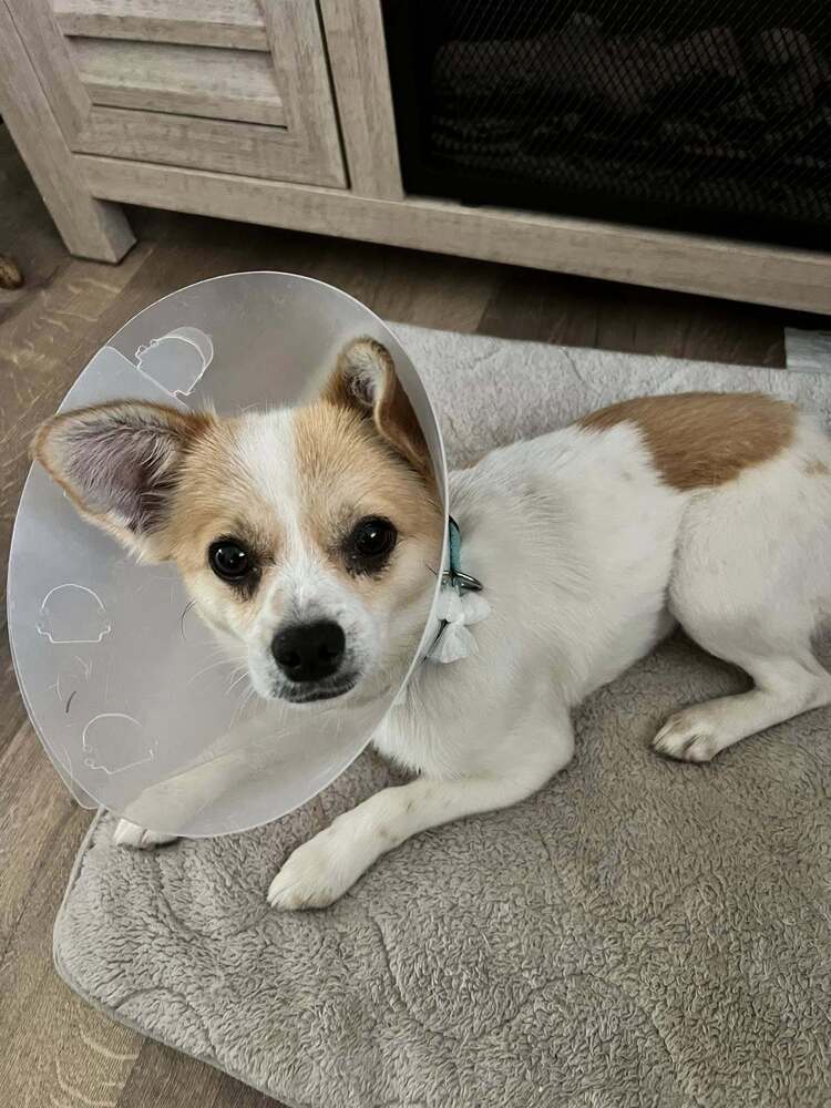 Peanut ~