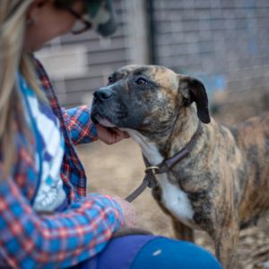 Brina is a brindle beauty 4 years old and 60 lbs Shes not a small dog but she has a