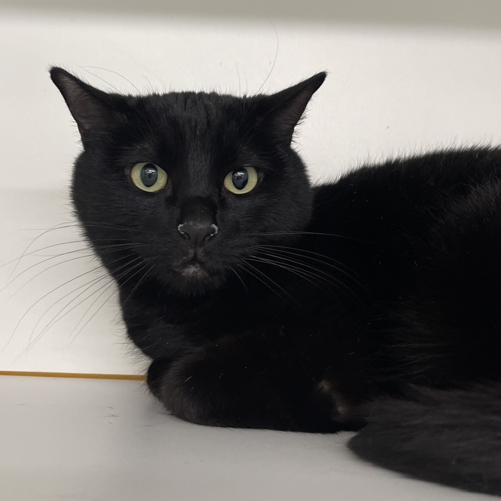 Luna, an adoptable Domestic Short Hair in Spanish Fork, UT, 84660 | Photo Image 1