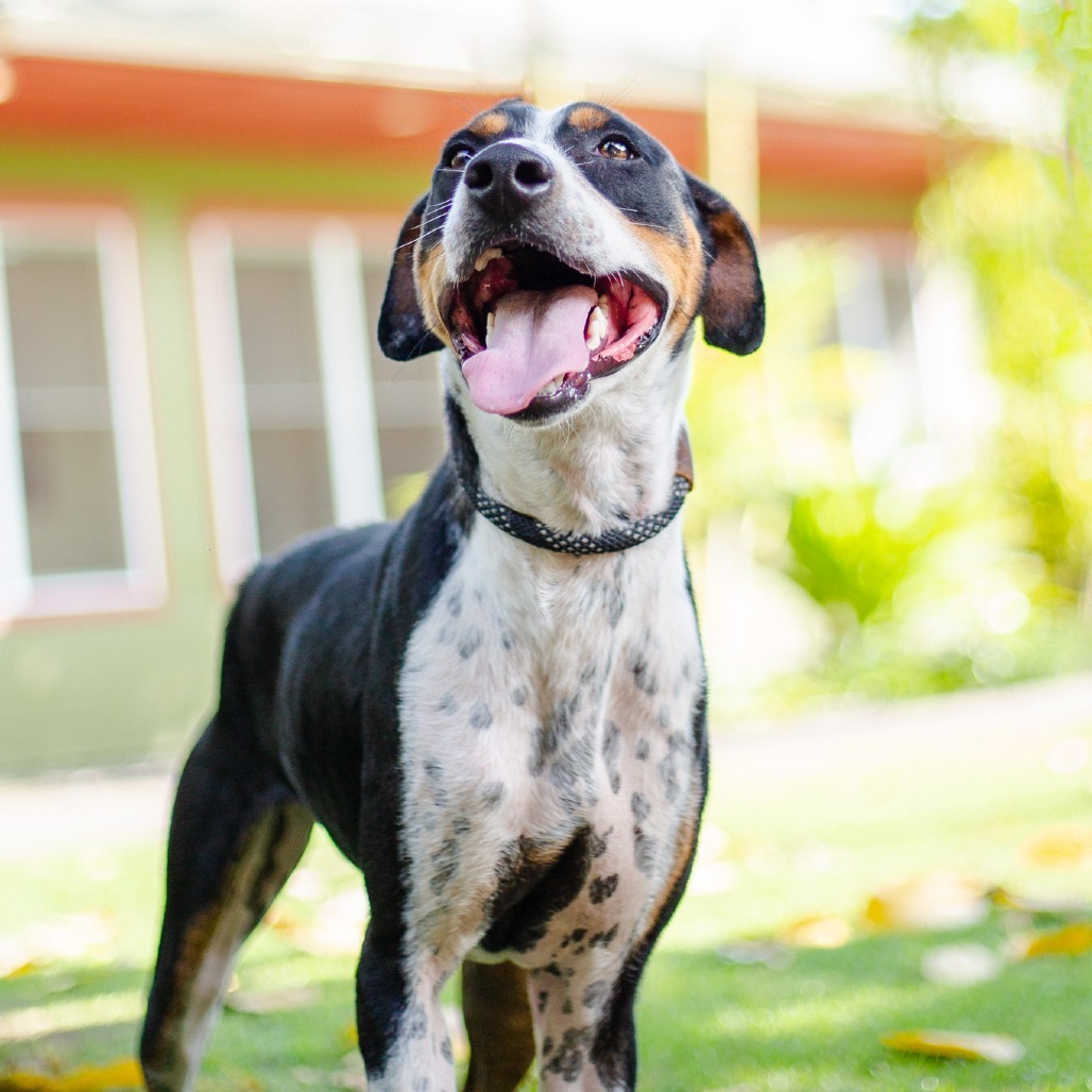 Wall-E, an adoptable Mixed Breed in Kailua Kona, HI, 96740 | Photo Image 1