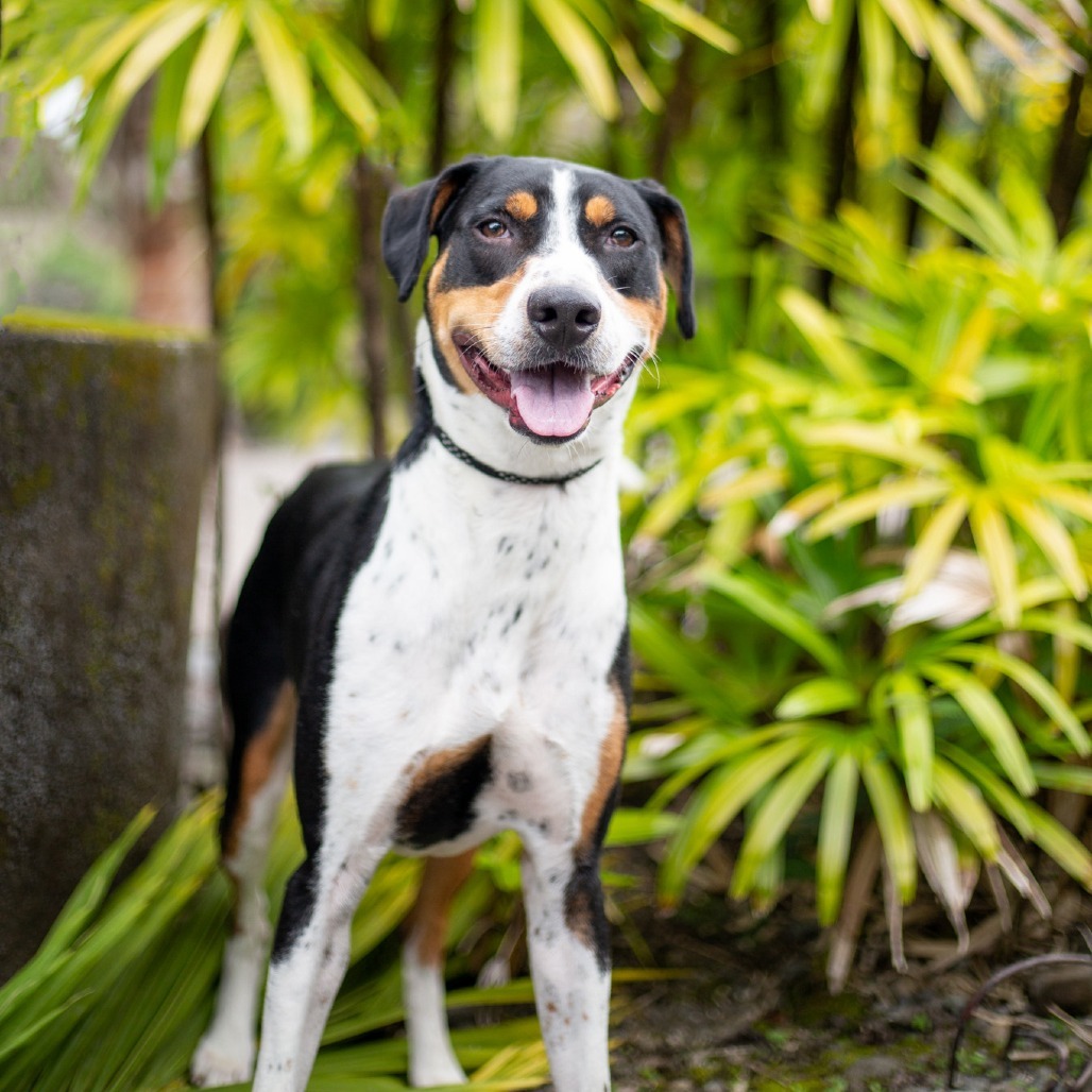 Wall-E, an adoptable Mixed Breed in Kailua Kona, HI, 96740 | Photo Image 1