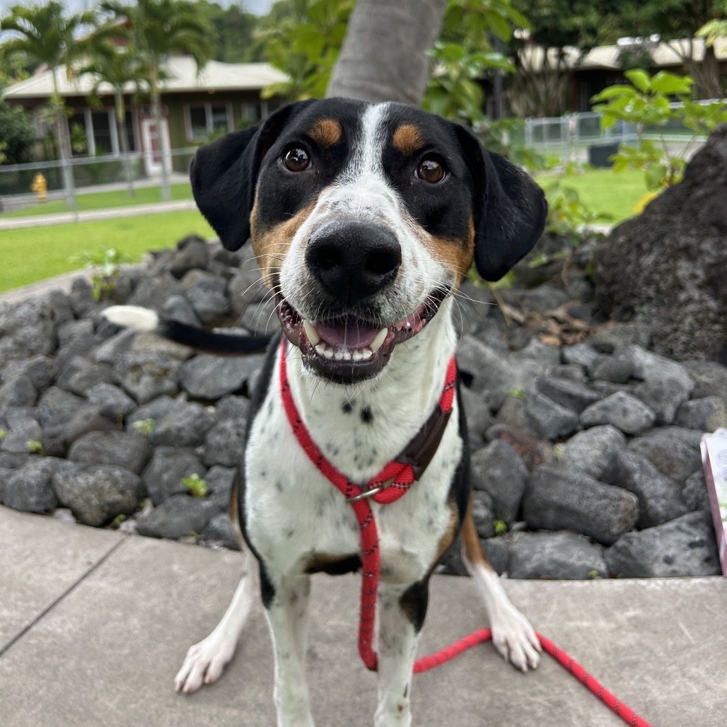 Wall-E, an adoptable Mixed Breed in Kailua Kona, HI, 96740 | Photo Image 1