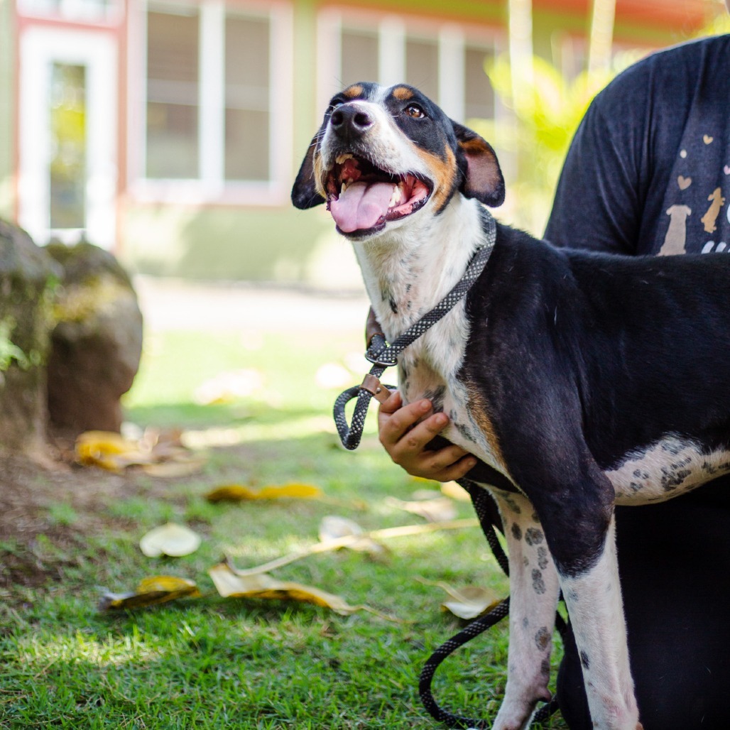 Wall-E, an adoptable Mixed Breed in Kailua Kona, HI, 96740 | Photo Image 2
