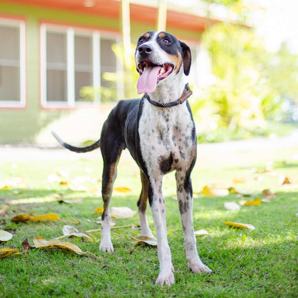 Wall-E, an adoptable Mixed Breed in Kailua Kona, HI, 96740 | Photo Image 4