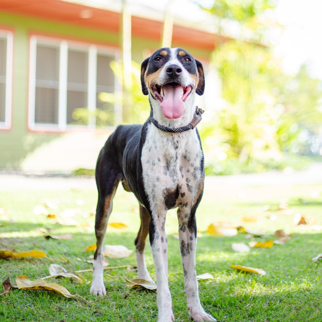 Wall-E, an adoptable Mixed Breed in Kailua Kona, HI, 96740 | Photo Image 4