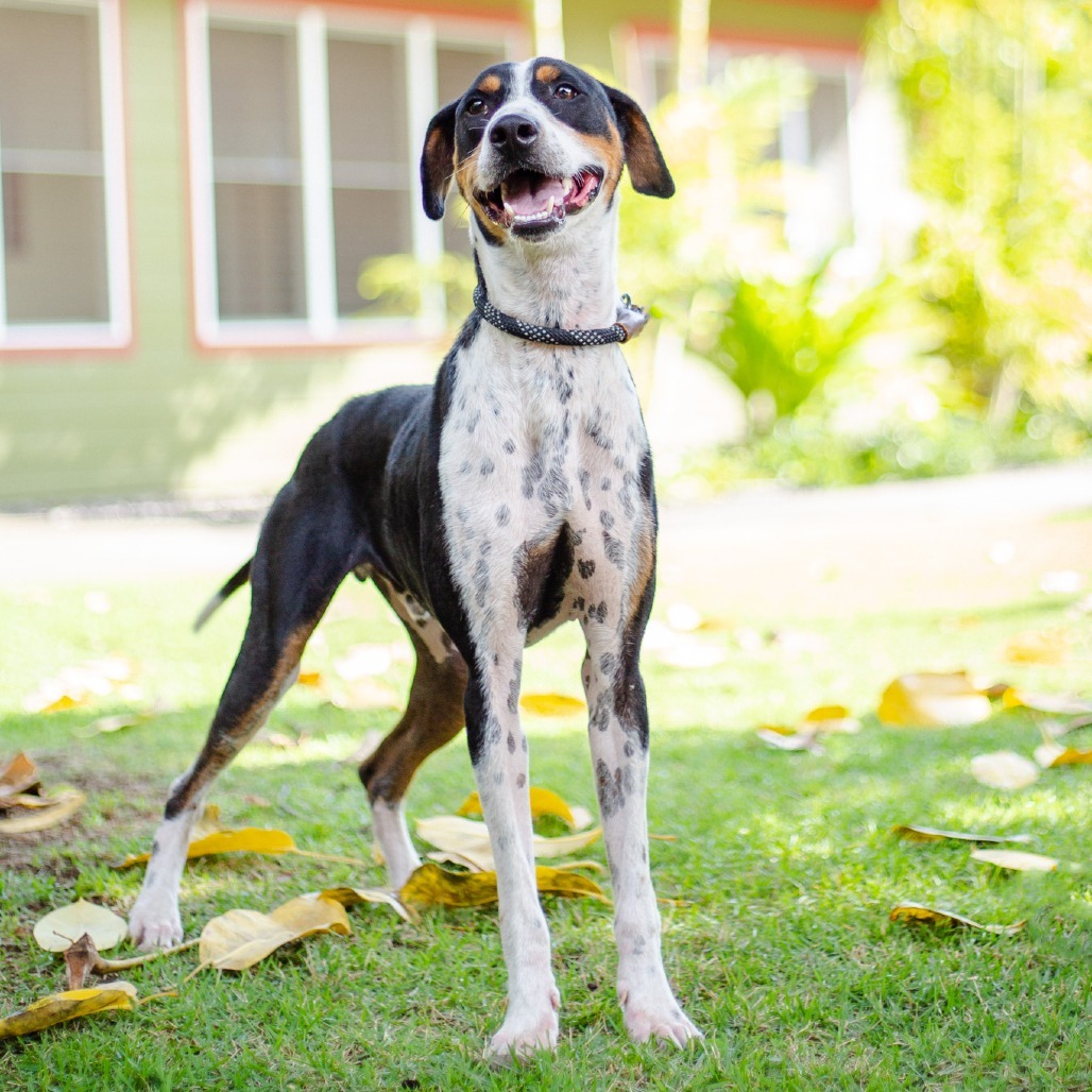 Wall-E, an adoptable Mixed Breed in Kailua Kona, HI, 96740 | Photo Image 5