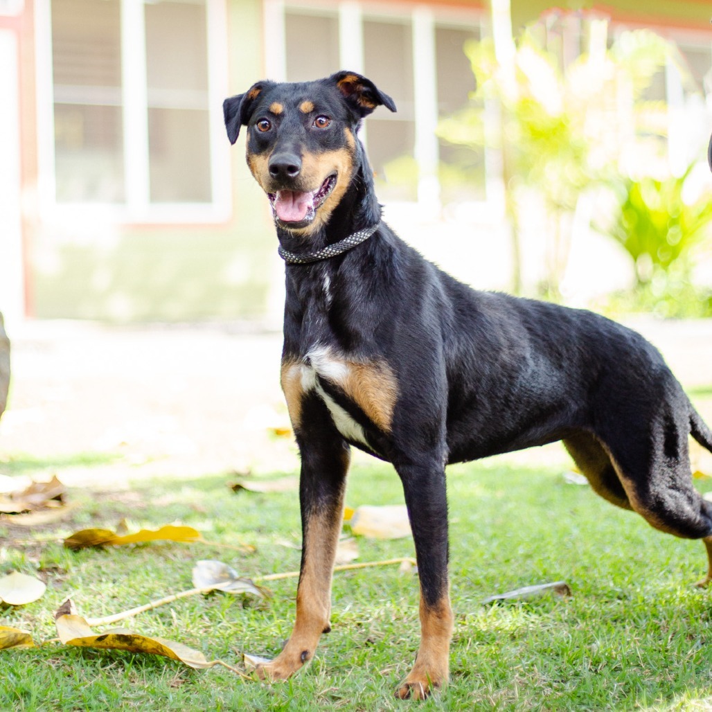 Eve, an adoptable Mixed Breed in Kailua Kona, HI, 96740 | Photo Image 1