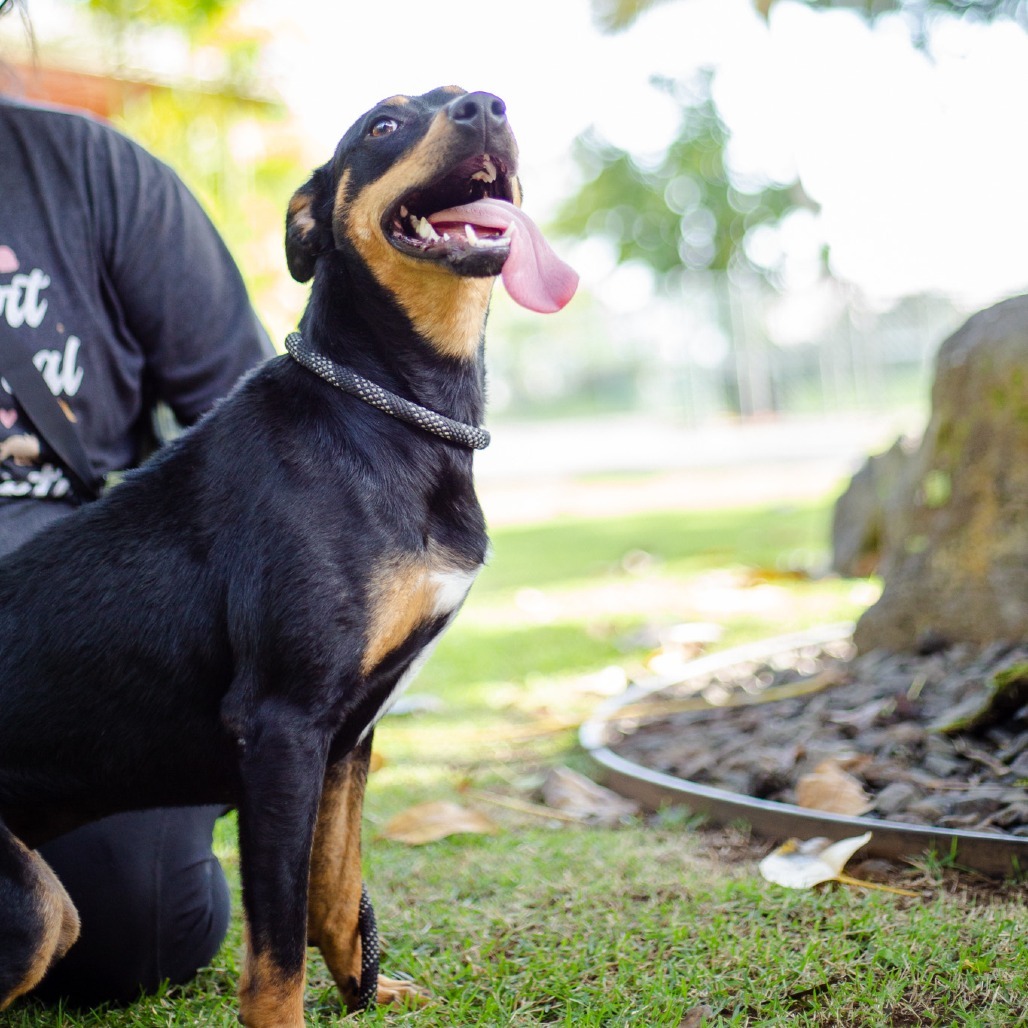 Eve, an adoptable Mixed Breed in Kailua Kona, HI, 96740 | Photo Image 2