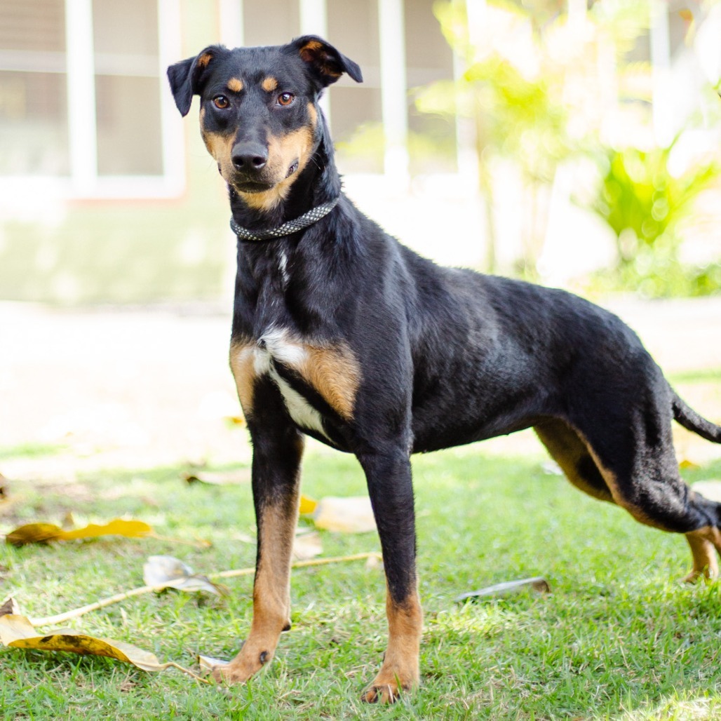 Eve, an adoptable Mixed Breed in Kailua Kona, HI, 96740 | Photo Image 3