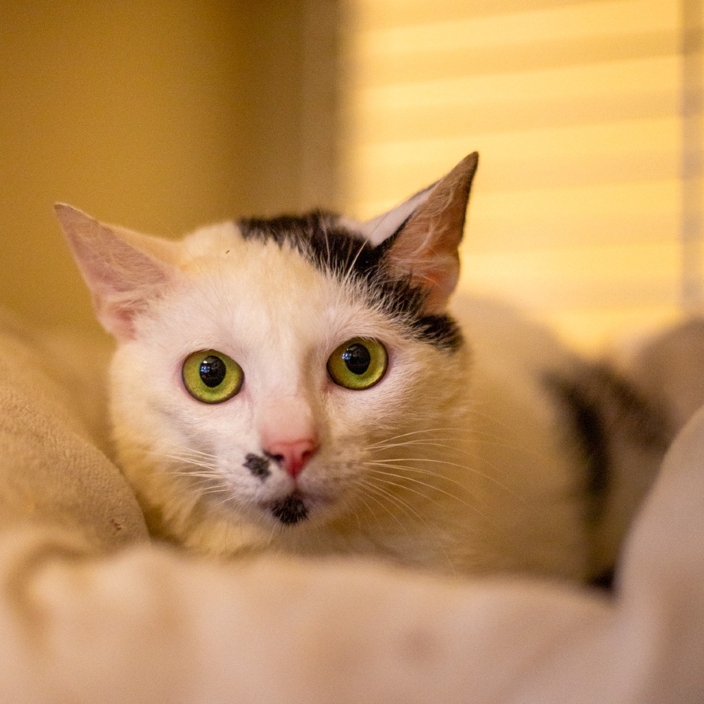 Finn, an adoptable Domestic Medium Hair in Kailua Kona, HI, 96740 | Photo Image 1