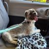 Chewy photo 5