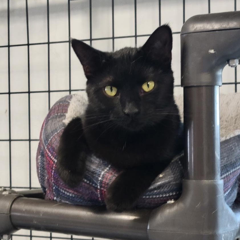 Dahila, an adoptable Domestic Short Hair in Carroll, IA, 51401 | Photo Image 1