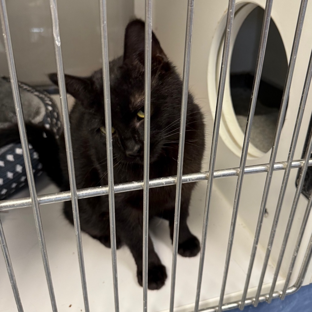 Dahila, an adoptable Domestic Short Hair in Carroll, IA, 51401 | Photo Image 2