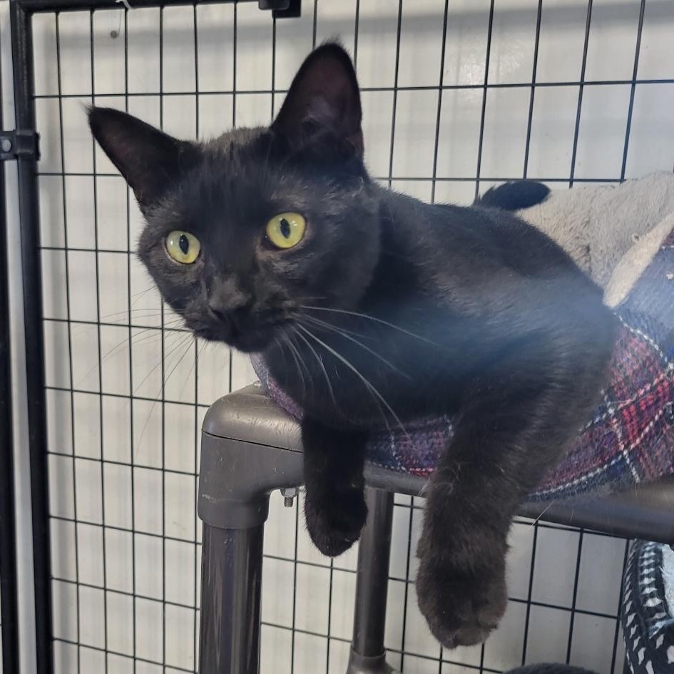 Dahila, an adoptable Domestic Short Hair in Carroll, IA, 51401 | Photo Image 3