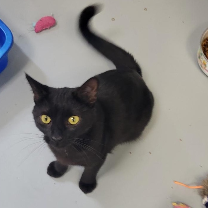 Dahila, an adoptable Domestic Short Hair in Carroll, IA, 51401 | Photo Image 4