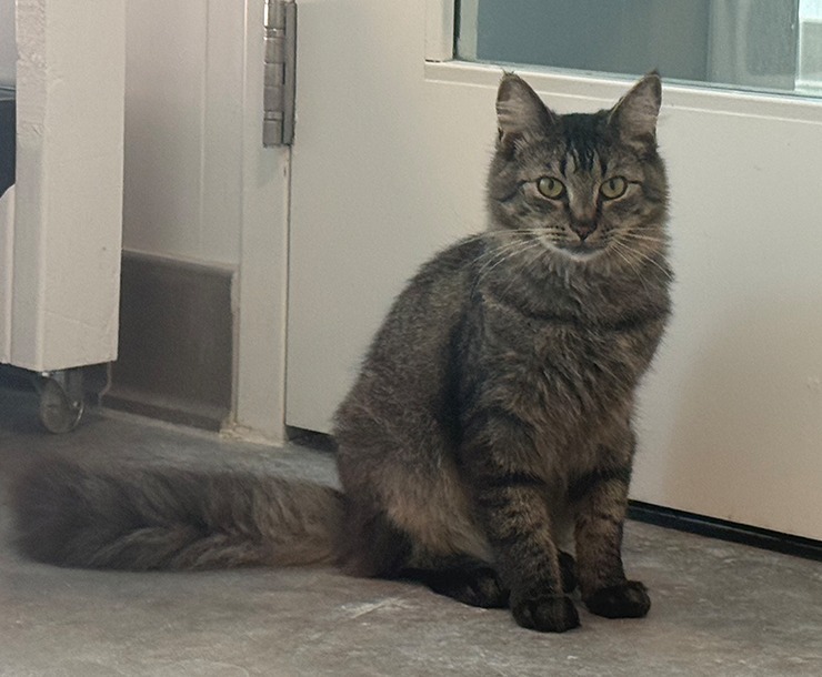 Belize, an adoptable Domestic Medium Hair in Sultan, WA, 98294 | Photo Image 1