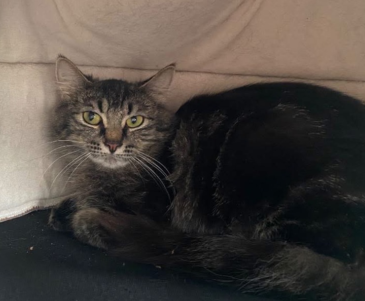 Belize, an adoptable Domestic Medium Hair in Sultan, WA, 98294 | Photo Image 2