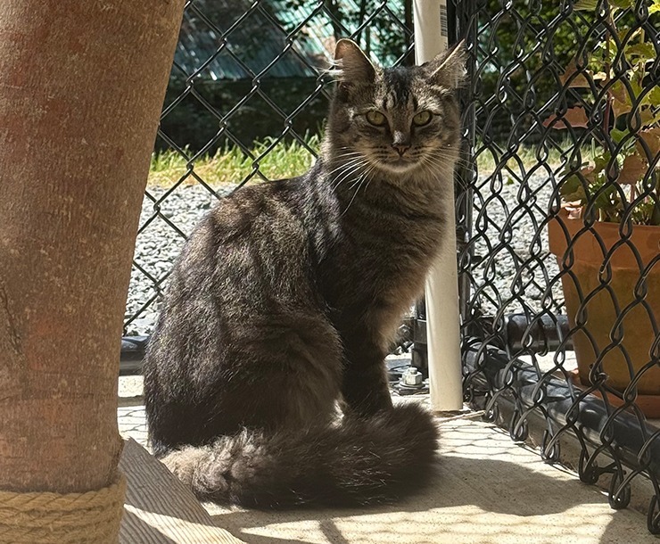 Belize, an adoptable Domestic Medium Hair in Sultan, WA, 98294 | Photo Image 3