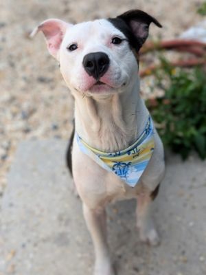 Hello Im Tobias Im an energetic friendly chap who found myself in the shelter after a hilarious
