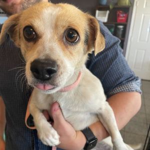 Honey is wiggly little girl ready for a home She is new to use so we are still getting to