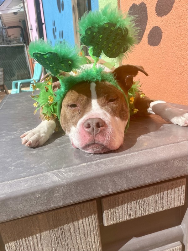Sweet Potato
