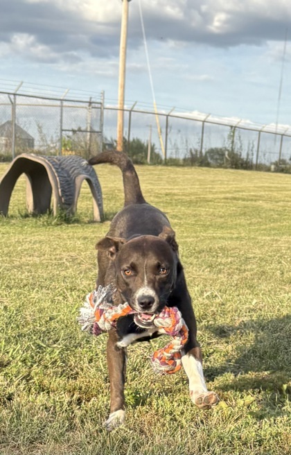Herb, an adoptable Mixed Breed in Beatrice, NE, 68310 | Photo Image 1