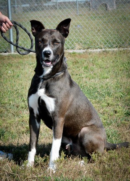 Herb, an adoptable Mixed Breed in Beatrice, NE, 68310 | Photo Image 1