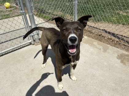 Herb, an adoptable Mixed Breed in Beatrice, NE, 68310 | Photo Image 2