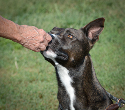 Herb, an adoptable Mixed Breed in Beatrice, NE, 68310 | Photo Image 2