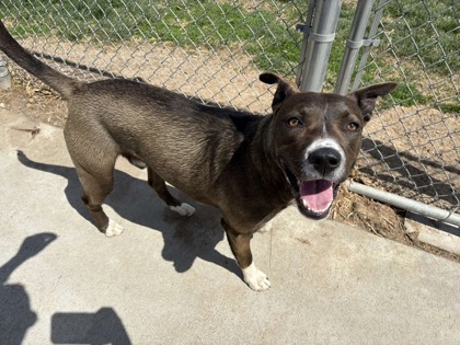 Herb, an adoptable Mixed Breed in Beatrice, NE, 68310 | Photo Image 3