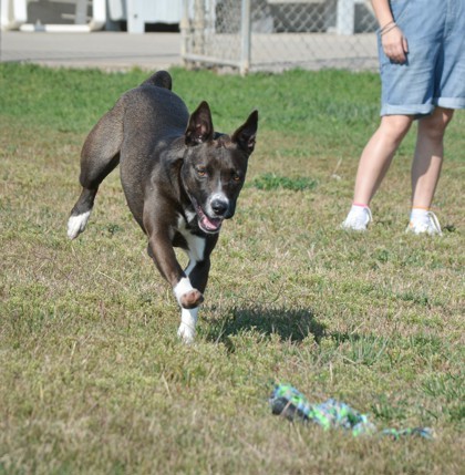 Herb, an adoptable Mixed Breed in Beatrice, NE, 68310 | Photo Image 3